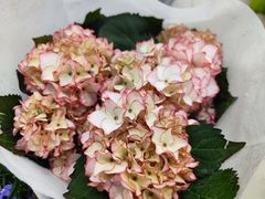 -双季花艺园艺市场(浦东店)