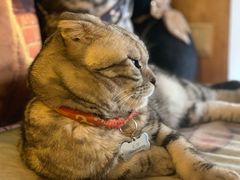 -名猫咖啡馆·撸猫·拼豆