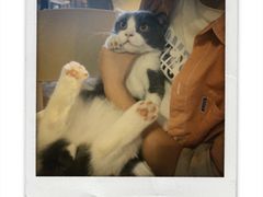 -猫猫幼稚园·撸猫·桌游·电玩