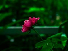 -维乐口腔医院(星海湾分院)