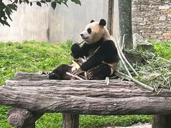 -卧龙中华大熊猫苑神树坪基地