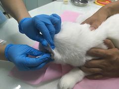 -北京观赏动物医院·24小时大型综合·猫专科·异宠专科
