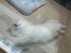 -屋虎猫馆(宝安大仟里店)
