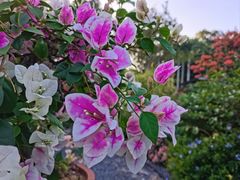 -莲花山公园