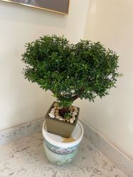 -海涛医疗美容·面部抗衰·注射美鼻