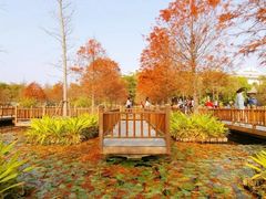 -五缘湾湿地公园