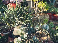 -国家植物园南园