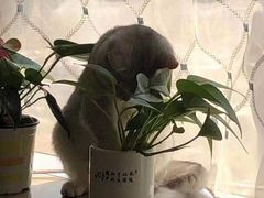 -守诺宠物医院·眼科· 特色牙科·异宠专科(虹口店)