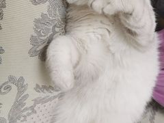 -猫大福·Fortune Cat猫舍(百子湾店)