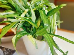 空心菜-螺大喜螺蛳粉火锅(雍和宫店)