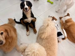 -汪说·狗咖·拼豆·宠物周边DIY(旺城大厦店)