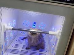 -喵zoo家庭繁育猫舍(尖东智能花园店)