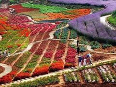 -中国香山·寿香谷
