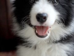 -翊宠yipet猫狗购宠庄园犬舍•猫舍