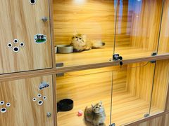 -猫十亿·布偶金渐层·曼基康矮脚猫舍(青年路店)