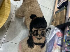 -喜洋洋宠物医院(震川路总店)