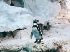 -帝企鹅自助餐厅•儿童岛•真企鹅(长隆企鹅酒店)