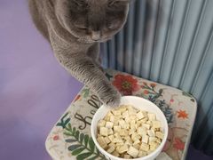 -1013 PET SHOP 宠物商店(近铁城市广场店)