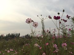 -河北省园博园