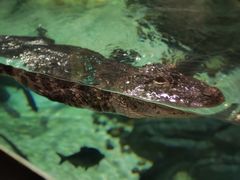 -上海海洋水族馆