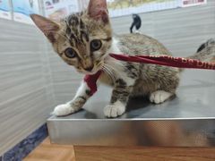 -瑞派名望志远动物医院·猫科·內科·异宠专科(直港大道店)