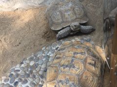 -石家庄市动物园