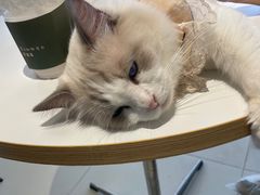 -怪兽屋·羊驼·猫咖·狗咖(俊华广场店)