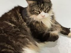 -豆逗聊愈猫阁Easy Life