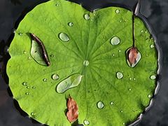 -西南交通大学(九里校区)