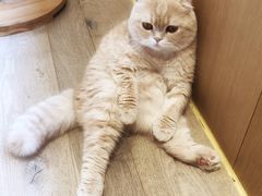 -CAT’S MEWSTAR CAFE·喵星球猫屋(晴湾咖啡店)