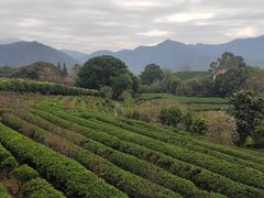 -雁南飞茶田景区