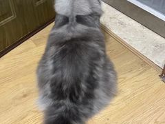 -瑞鹏宠物医院·骨科·猫科·内科(第一中心)