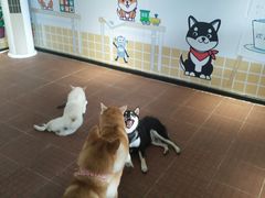 -柴犬高等学院·狗咖·柴犬售卖·宠物训练