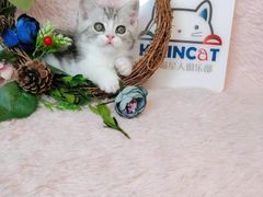 -十年猫舍·猫咪专门店(普陀店)
