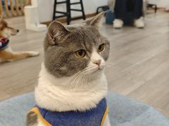 -柴迷FANS CLUB·柴犬狗咖·猫咖