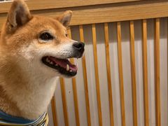 -柴迷FANS CLUB·柴犬狗咖·猫咖