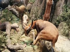 -陕西自然博物馆