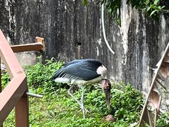 -深圳野生动物园
