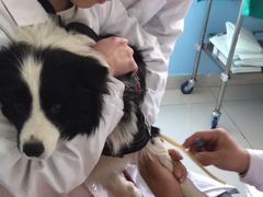 -瑞派福兴宠物医院犬猫全科·骨科·中西医结合(河东店)