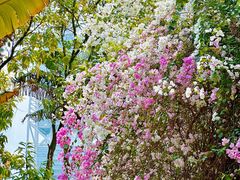 -深圳国际园林花卉博览园