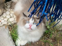 -喵屿·大理花园猫咖