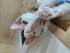 -山宅一喵德文卷毛猫舍