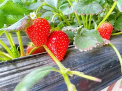 -甜心庄园·甜心草莓采摘园(西青中北店)