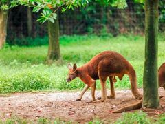 -杭州野生动物世界