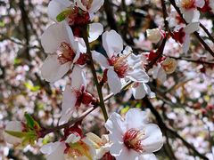 -桑吉林新派藏餐·汤锅·川菜