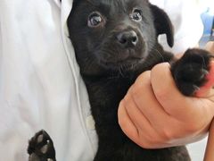 -宠颐生宠物医院·犬猫全科·皮肤科(商业街店)