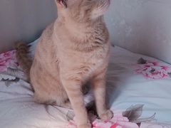 -宠福鑫康馨动物医院·骨科·眼科