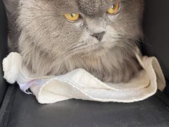 -芭比堂宠物医院·全科爱猫医院·仁德分院