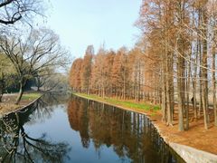 -上海共青森林公园