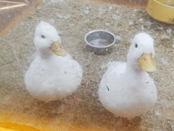 -神奇动物撸宠馆·羊驼·小浣熊·异宠(豫园店)